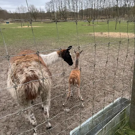 Farm Farm stay Billund