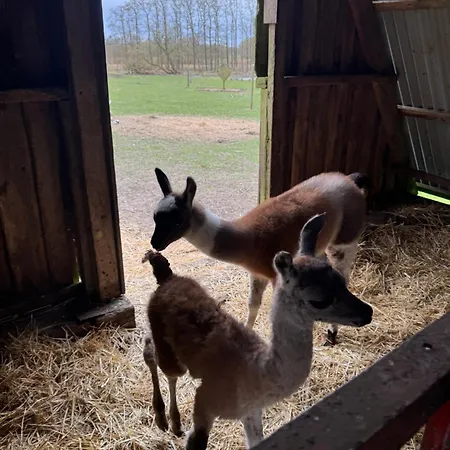 Farm stay Farm Billund