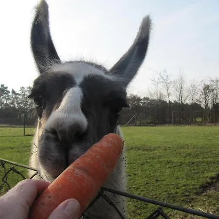 Farm Lantgård Billund