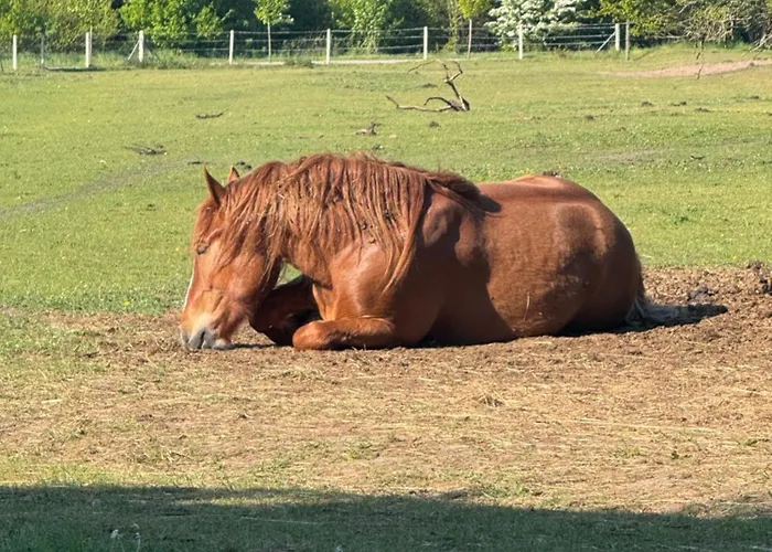 Farm Vakantieboerderij