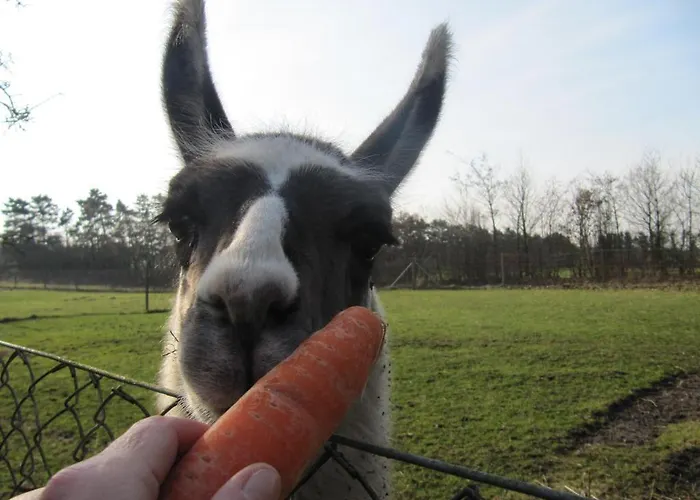 Farm Alojamento de Turismo Rural Billund